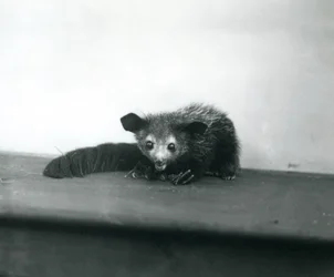 Un aye-aye allo zoo di Londra, ottobre 1913